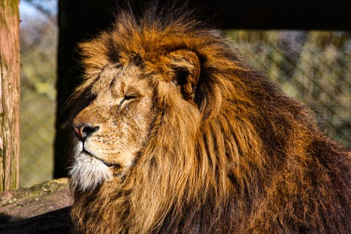 坐在阳光下的狮子 · 免费素材图片