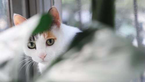 猫的浅焦点摄影 · 免费素材图片