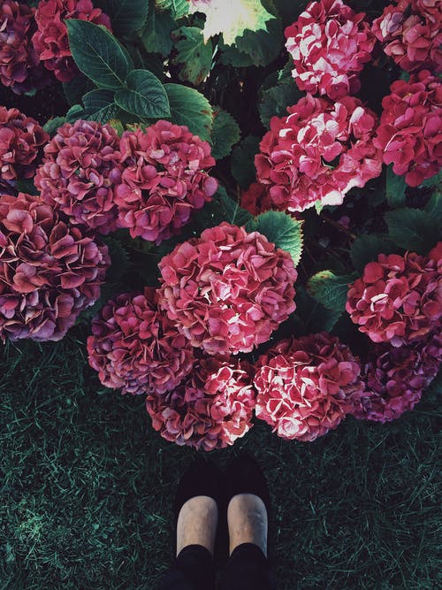 站在红色的花瓣花附近的人 · 免费素材图片