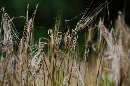 小麦提起的选择性焦点照片 · 免费素材图片