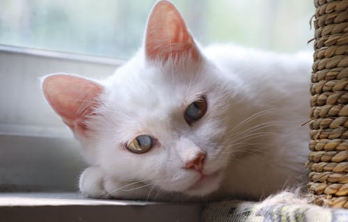 躺在窗户附近的白猫 · 免费素材图片