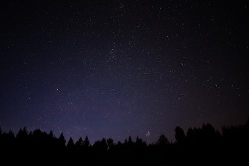 繁星之夜下的树木剪影 · 免费素材图片