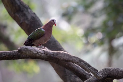 鸽子栖息在树枝上的选择性聚焦摄影 · 免费素材图片