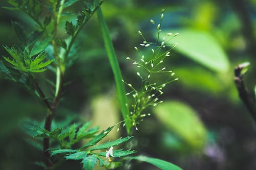 植物的选择性聚焦摄影 · 免费素材图片