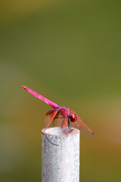 选择性聚焦摄影的粉红色蜻蜓栖息 · 免费素材图片