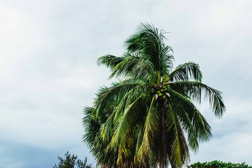 椰子树的照片 · 免费素材图片