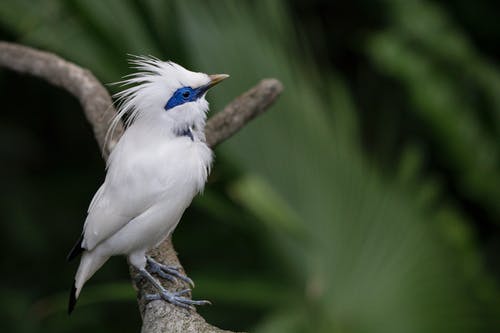 巴厘岛八哥na栖息在树枝上的选择性聚焦摄影 · 免费素材图片