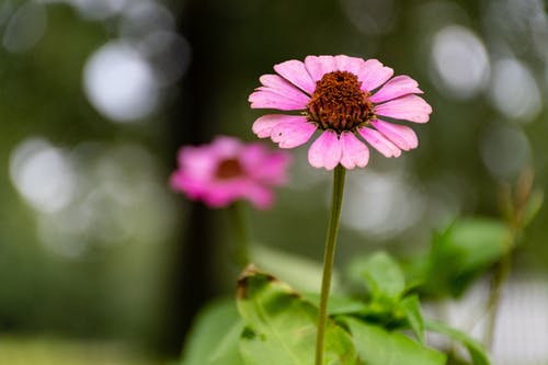 粉色coneflower的选择性焦点照片 · 免费素材图片