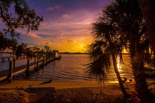 黄金时段在水和海码头附近的棕榈树剪影 · 免费素材图片
