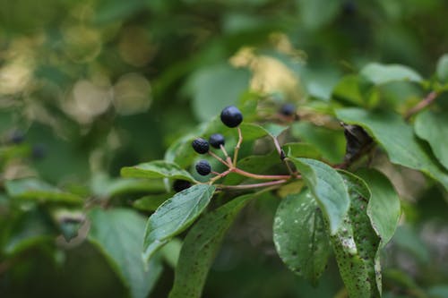 黑浆果在树上 · 免费素材图片