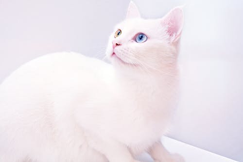白猫摄影 · 免费素材图片