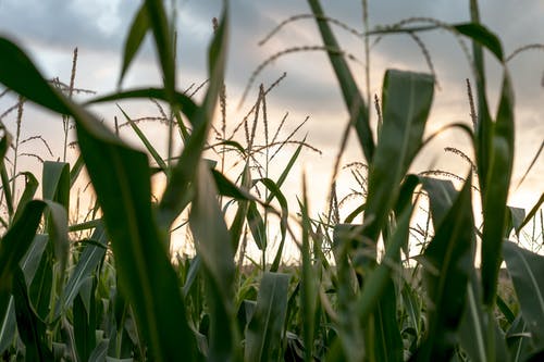 玉米田的浅焦点摄影 · 免费素材图片