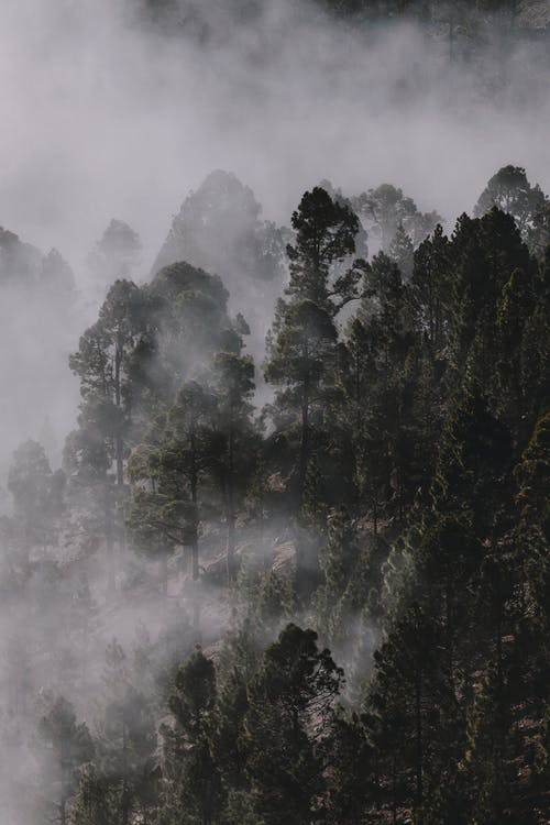 雾覆盖的森林照片 · 免费素材图片