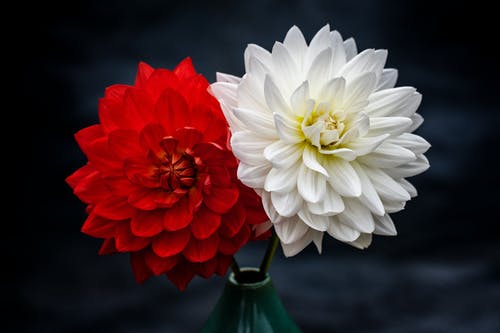 红色和白色的花瓣花园照片 · 免费素材图片
