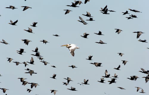 白鹈鹕在蓝天下的飞行near群附近飞行 · 免费素材图片