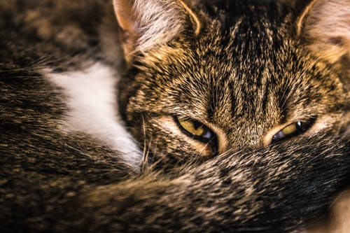 特写摄影棕色虎斑猫 · 免费素材图片