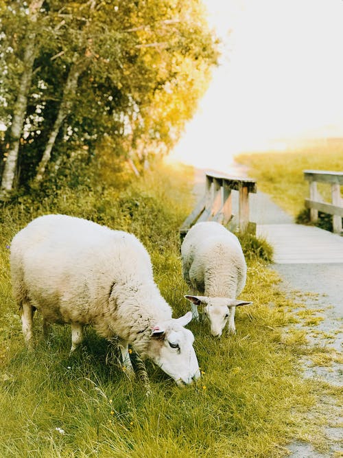 两个白羊吃草 · 免费素材图片