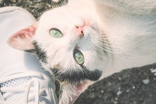 白猫选择性聚焦摄影 · 免费素材图片