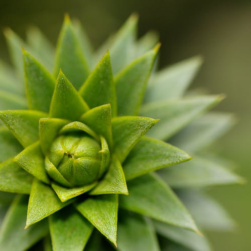 绿色肉质植物 · 免费素材图片