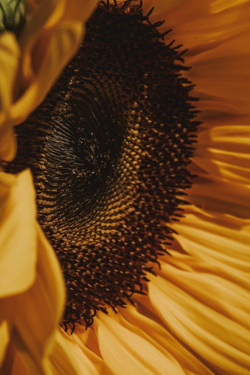 黄色向日葵的宏观摄影 · 免费素材图片