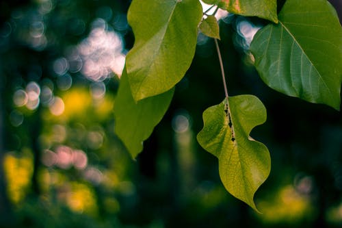 绿叶的选择性聚焦摄影 · 免费素材图片