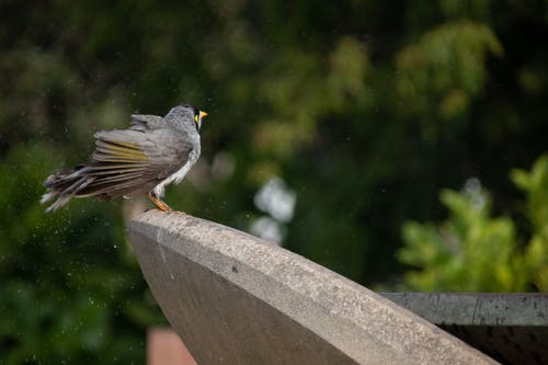 灰色的雀形目鸟栖息在灰色的混凝土路面上的选择性聚焦照片 · 免费素材图片