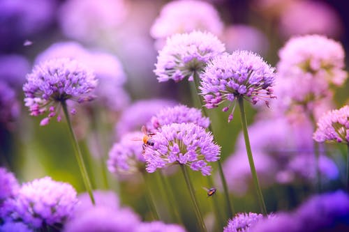 紫色葱属花的选择性聚焦摄影 · 免费素材图片