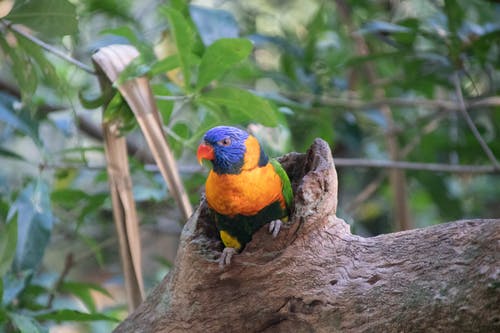 树上的橙色和蓝色鸟 · 免费素材图片