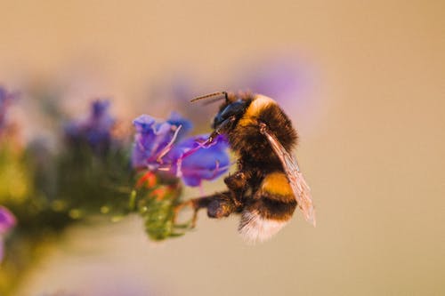 蜜蜂的选择性聚焦照片栖息在紫色的花瓣上 · 免费素材图片
