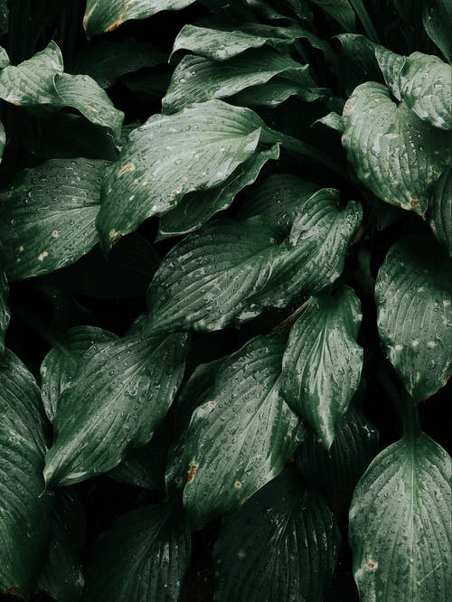 绿叶植物的特写照片 · 免费素材图片