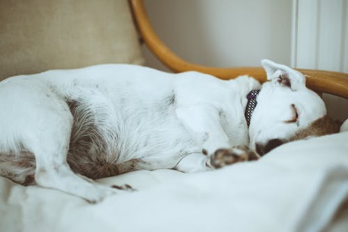 短毛白狗在布艺沙发上 · 免费素材图片