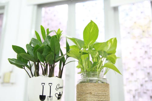 壁附近的两个绿叶盆栽的植物 · 免费素材图片