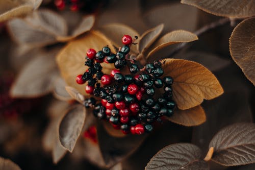 红色和黑色浆果的浅焦点摄影 · 免费素材图片