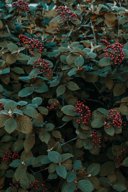 绿叶植物与红色水果 · 免费素材图片