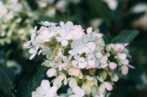 白色绣球花的特写照片 · 免费素材图片