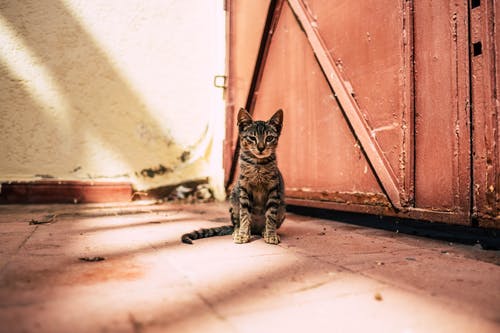 棕色门附近的灰色虎斑猫 · 免费素材图片