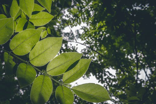 绿叶树的特写照片 · 免费素材图片