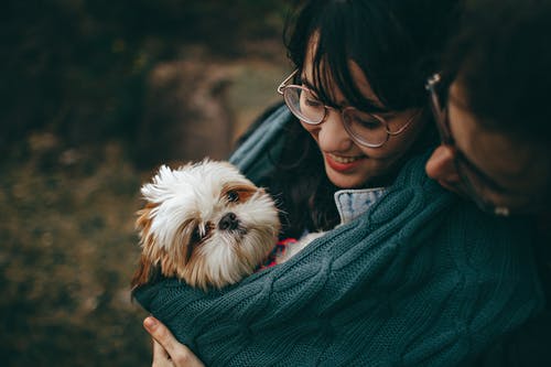 选择性微笑摄影的怀特和谭施慈幼犬 · 免费素材图片
