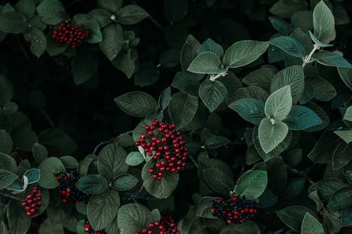 绿叶植物与红色水果 · 免费素材图片