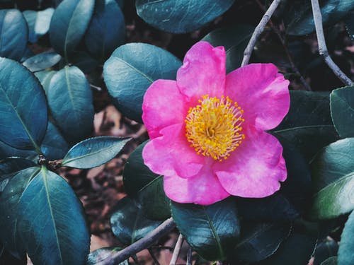 粉红色的花瓣花的特写照片 · 免费素材图片