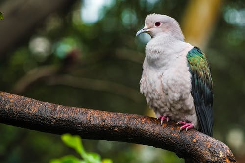 米色和绿色的短喙鸟栖息在树干上 · 免费素材图片