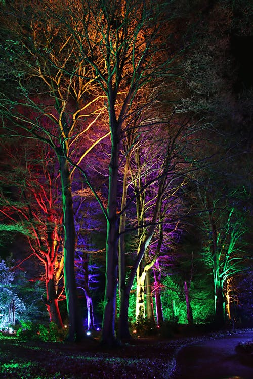 夜间集中在树上的灯 · 免费素材图片