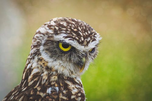 棕色猫头鹰的选择性聚焦摄影 · 免费素材图片