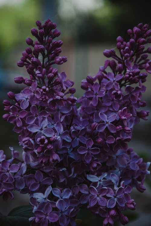 紫色花瓣植物的选择性焦点照片 · 免费素材图片