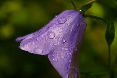 紫色风铃花的特写照片 · 免费素材图片