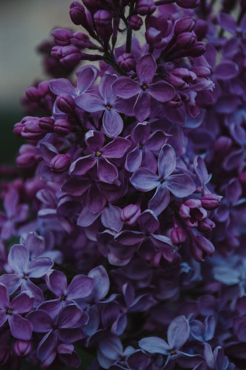紫色丁香花的特写照片 · 免费素材图片