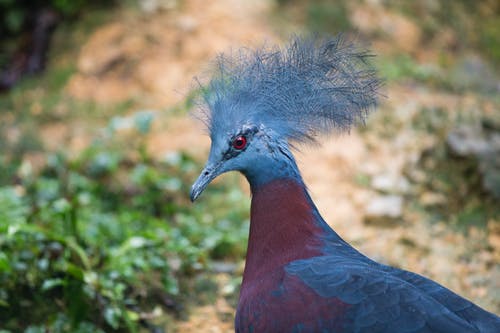 灰色和棕色的鸽子鸟的选择性聚焦照片 · 免费素材图片