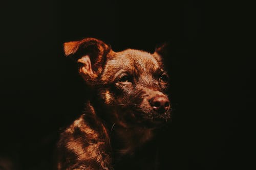 短发棕色小狗 · 免费素材图片