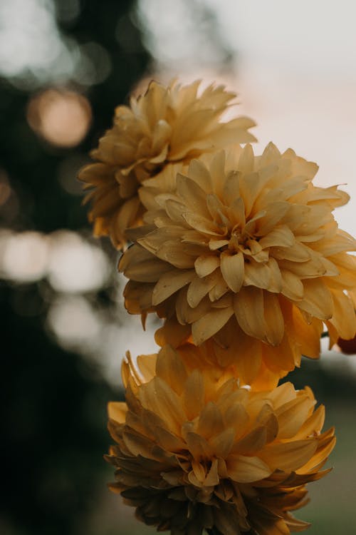 黄色花瓣花 · 免费素材图片