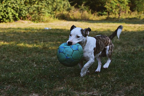 斑纹和白色美国比特斗牛梗小狗走户外举行绿色球 · 免费素材图片